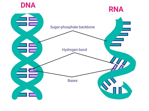 Image result for How RNA Work
