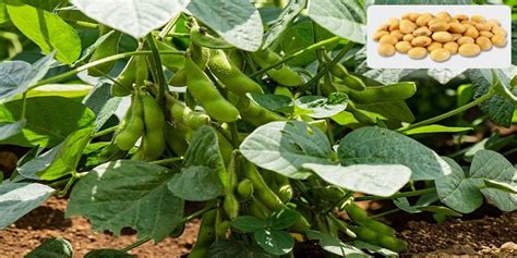 सोयाबीन लागवड व्यवस्थापन
