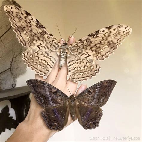 Sarah Folts 🦋 TheButterflyBabe on Instagram: "The White Witch Moth is ...