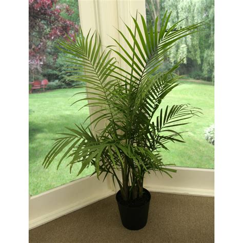 Majesty Palm | Majesty palm, Bedroom plants, House plants