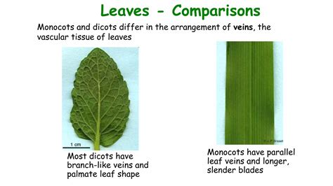Leaf structure and function | PPTX