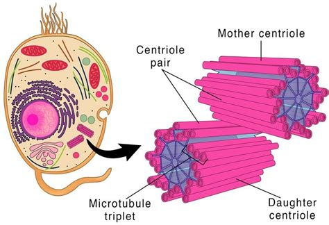Centriole & Centrosome - Notes | Study Biology Class 11 - NEET