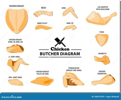 Chicken Butcher Diagram or Part of Hen Butcher Concept. Stock Vector ...