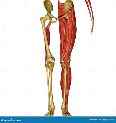Leg Bones And Muscles