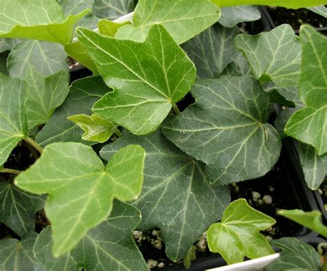 Types Of Ivy Ground Cover