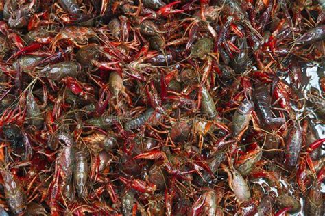 日本曾经引进大量小龙虾，现在其列为（入侵物种）？_探秘志