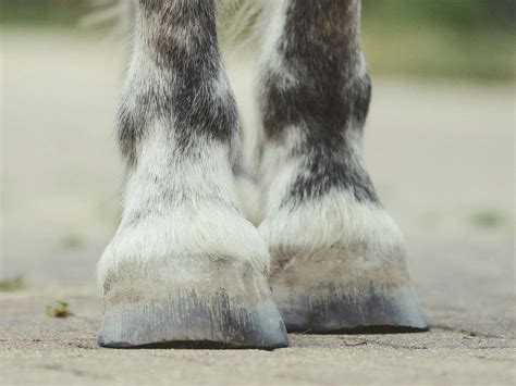Horse Leg Markings - The Equinest