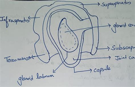 Write about Rotator cuff muscles? - Brainly.in