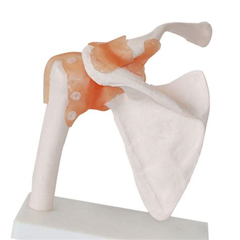 Buy LBYLYH Human Shoulder Joint Model with Ligamentum, Human Anatomy ...