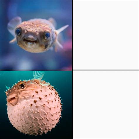 Invest in puffer fish meme!!! : r/MemeEconomy