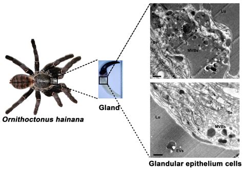 Origin and Characterization of Extracellular Vesicles Present in the ...