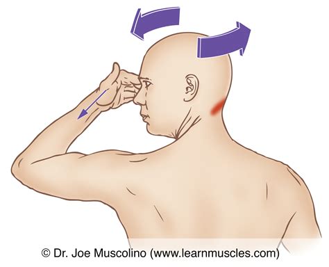 Obliquus Capitis Inferior - Stretching - Learn Muscles