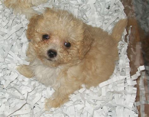 Adorable-brown-maltese-wallpaper - Dog Breeders Guide