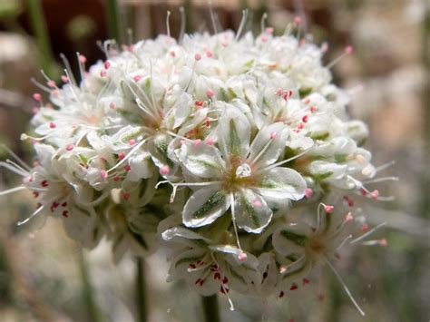Eriogonum fasciculatum – “California Buckwheat” - Wildflowers of Joshua Tree Country