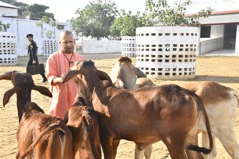 UP: CM Yogi feeds jaggery to cattle in Gaushala on visit to Gorakhnath ...