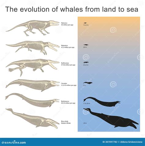 The Evolution of Whales from Land To Sea Stock Illustration - Illustration of animal ...