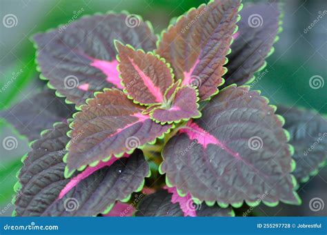 Plectranthus Scutellarioides or Coleus, Painted Nettle Stock Photo - Image of hedge, leaf: 255297728