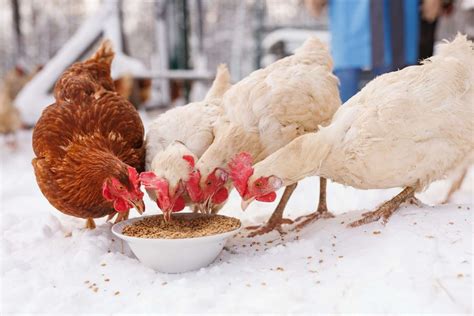 12 Essential Steps to Raising Happy, Healthy Backyard Chickens ...