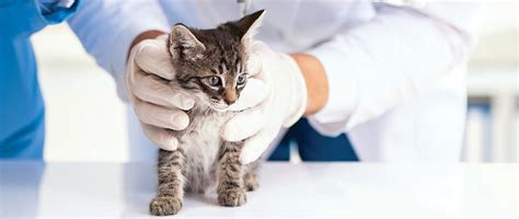 Cat Neutering and Spaying: A Complete Guide for Cats | Supertails