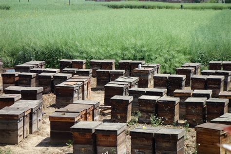 养蜂场蜂蜜生产高清摄影大图-千库网