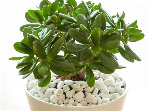 Caring For Your Jade Plant at Austin George blog