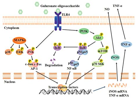 Advances in Research on the Bioactivity of Alginate Oligosaccharides