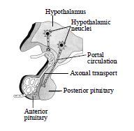 Find out incorrect labelling in following diagram
