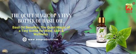 Basil Oil Benefits, Uses & the Quiet Magic of a Tiny Bottle | AOS Blog