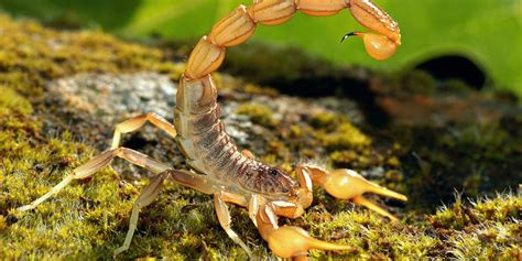 What Do Scorpions Eat
