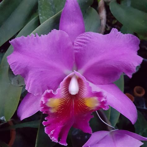 Cattleya Luky Stike "Gold Ring" Orchid: Vibrant Blooms and Exotic Charm