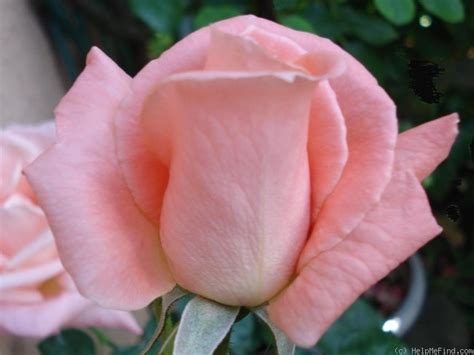 'Sonia' Rose