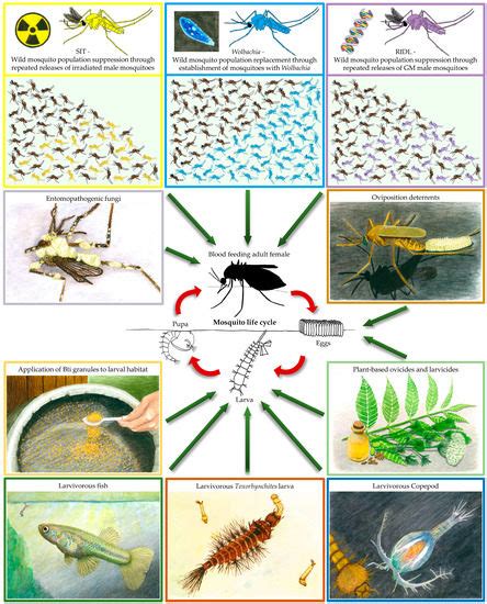 Biological Control of Mosquito Vectors: Past, Present, and Future