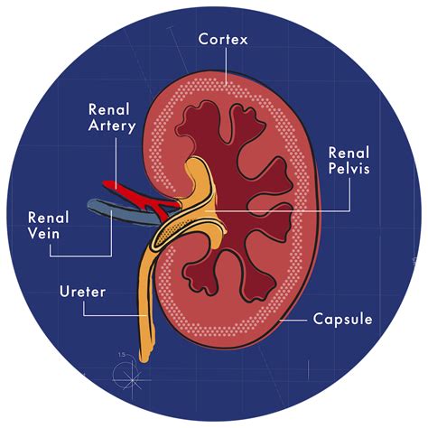 Types Of Kidney In Animals at Elias Hull blog