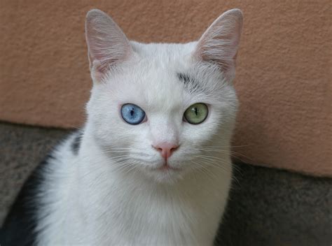 What Eye Color Is The Most Common In Cats - Infoupdate.org
