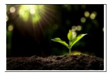 The Relation between the height of the plant (y in cm) with respect to ...