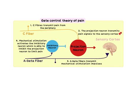 Theories of Pain and Gate Control Theory: Relevance to Dental Anesthes ...