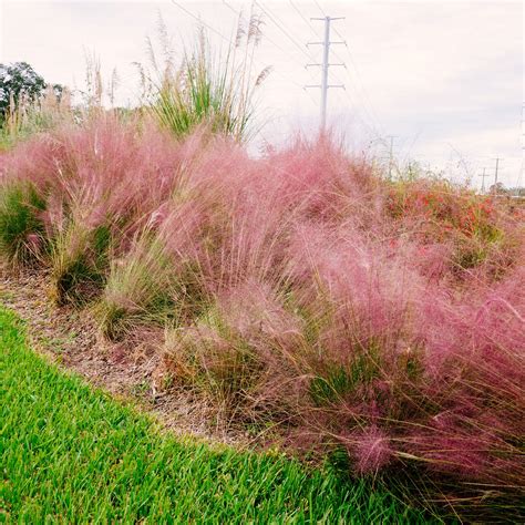 Pink Dwarf Ornamental Grasses Miscanthus Sinensis 'Little Miss'