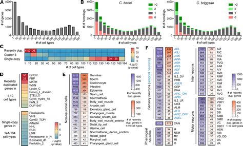 Young duplicate genes show developmental stage- and cell type-specific expression and function ...