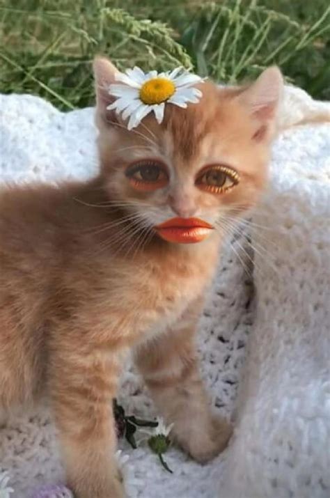 How to Use Cat Ear Filters to Create Fun and Shareable Content