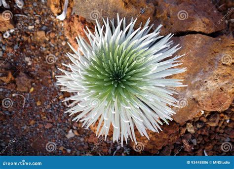 Haleakala Silversword, Highly Endangered Flowering Plant Endemic To the Island of Maui, Hawaii ...