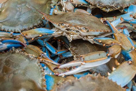 Maryland Steamed Blue Crabs - Harbour House Crabs