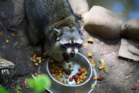 What Scent Will Deter Raccoons at Angel Singleton blog