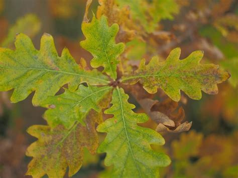 Images de Feuilles de chene – Téléchargement gratuit sur Freepik