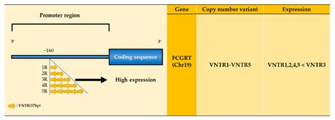 Fc Receptor Variants and Disease: A Crucial Factor to Consider in the ...