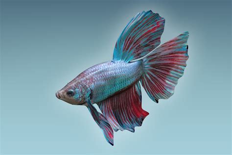Fish Swim Model 的图像结果