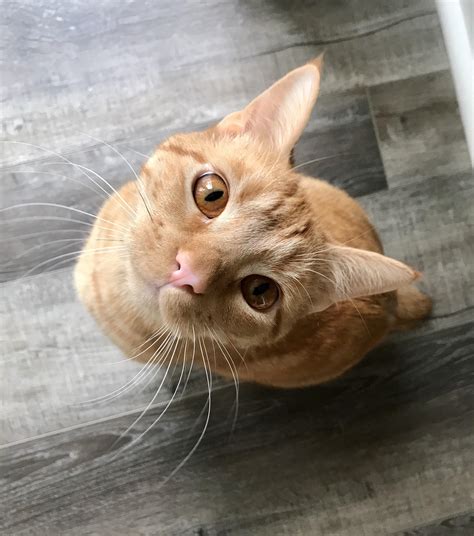 Orange Cat With Brown Eyes
