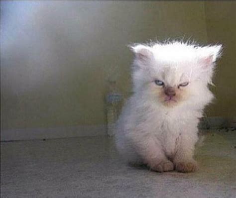 Mad cat Memes - Imgflip