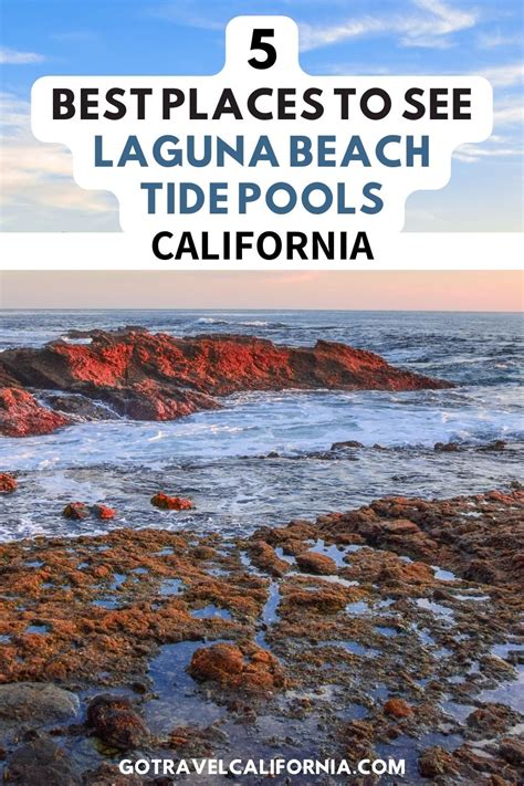 5 Best Places to See Laguna Beach Tide Pools in 2025 | Laguna beach ...