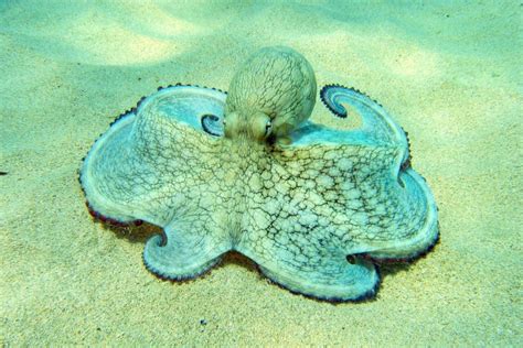 Adaptations Of Octopus