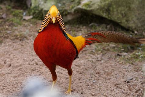 Download Zoo Animal Picture Golden Pheasant Bird | Wallpapers.com